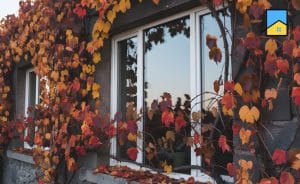 Ремонт вікон восени: встигніть утеплити до зими 🍂